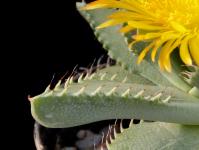 Thumbnail of 1886_Faucaria britteniae_20150914_03(2).JPG